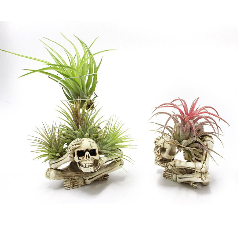 Halloween Skeleton Air Plant Holder, No Soil Needed