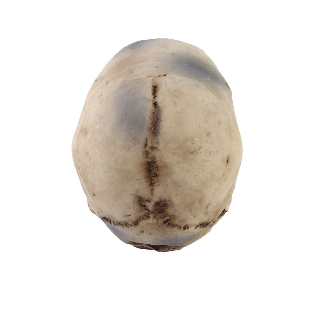 1:1 Human Skull Replica for Gothic Décor Displays