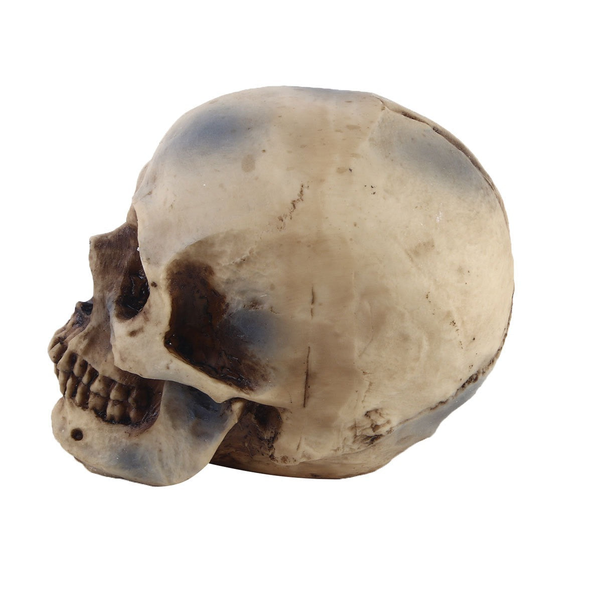 1:1 Human Skull Replica for Gothic Décor Displays