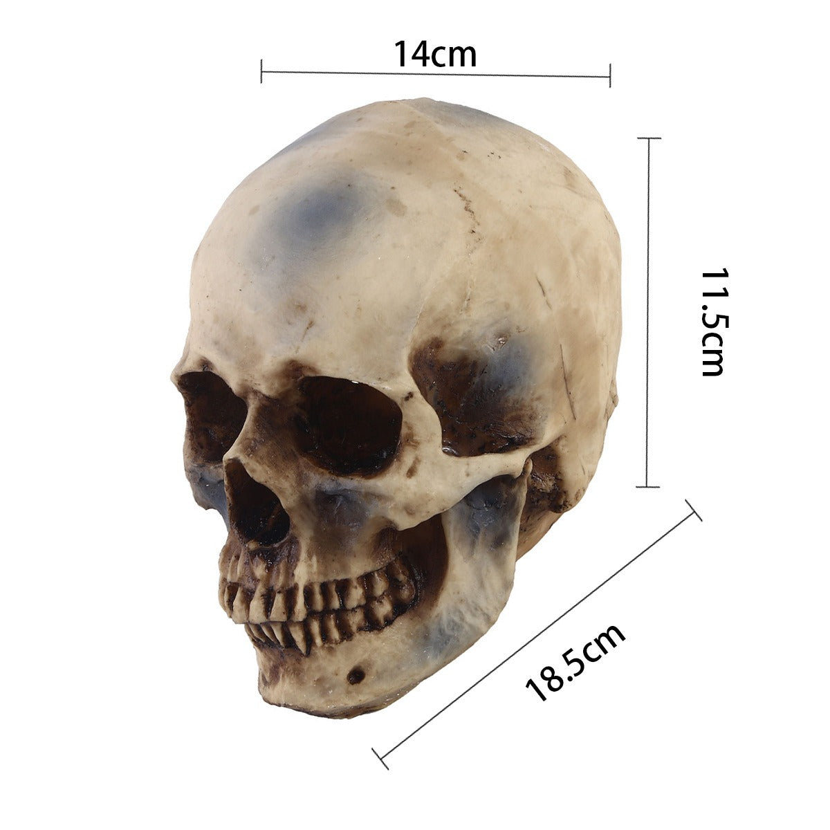1:1 Human Skull Replica for Gothic Décor Displays