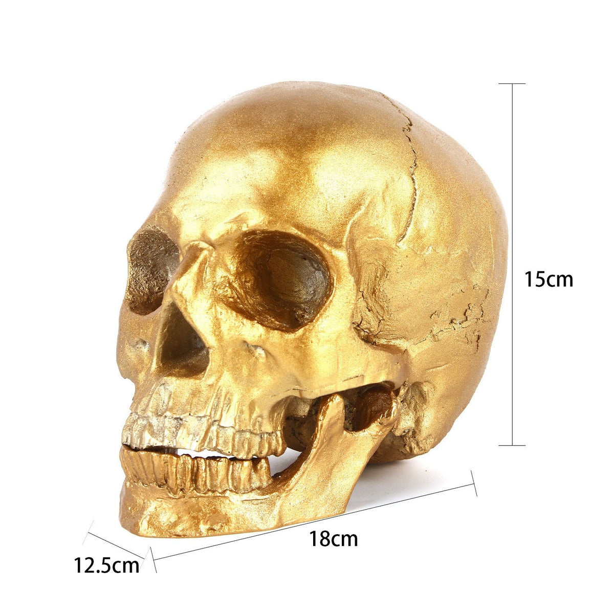 1:1 Human Skull Model With Distressed Antique Gold Finish
