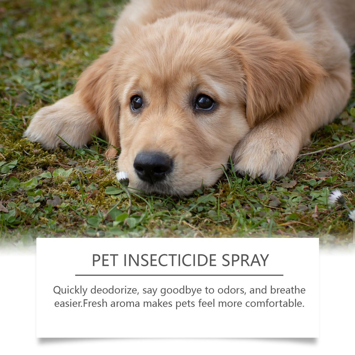 Pet Deodorant Spray for Gentle Odor & Insect Control