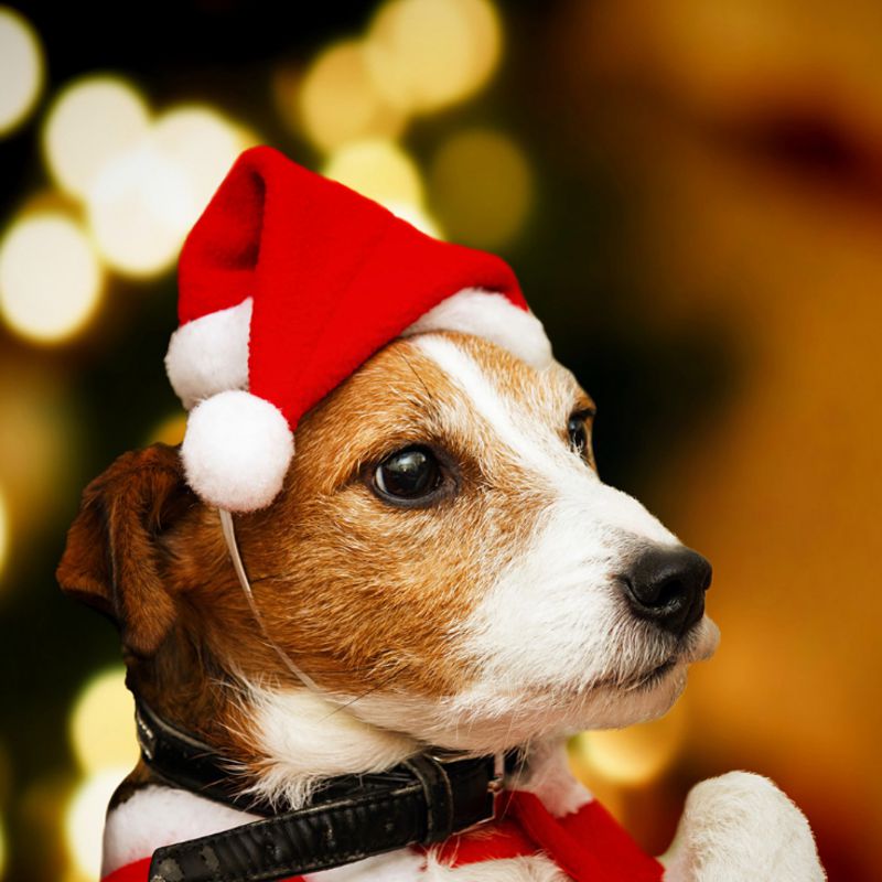 Christmas Pet Santa Hat for Adorable Holiday Photo Fun