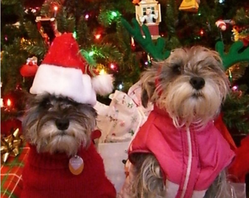 Christmas Pet Santa Hat for Adorable Holiday Photo Fun