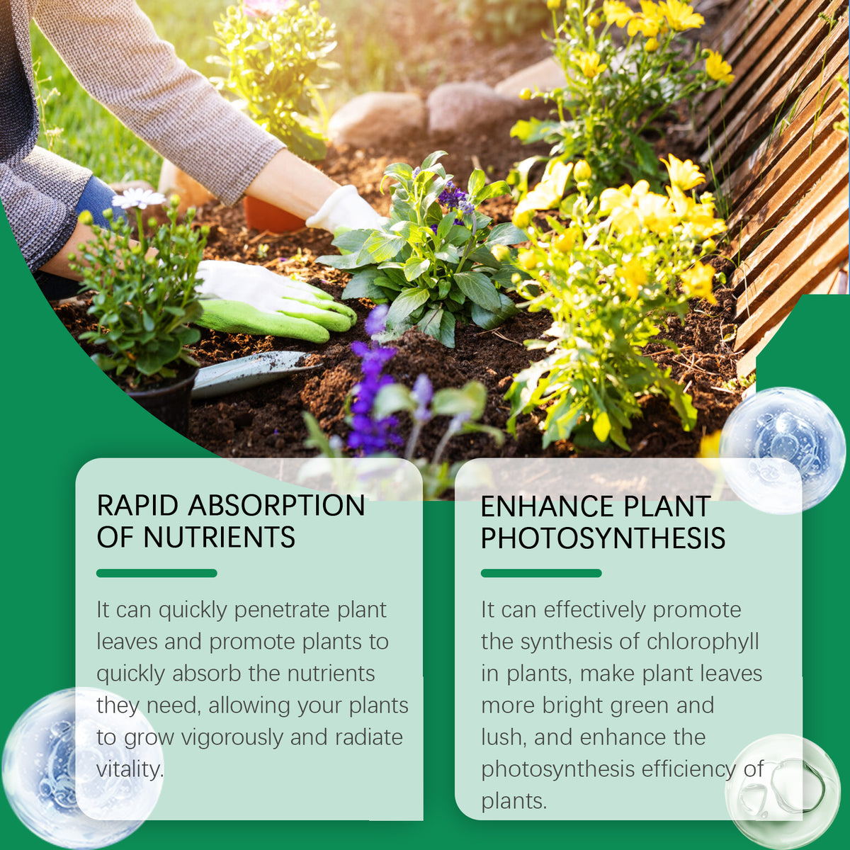Chlorophyll Plant Spray for Greener, Healthier Growth