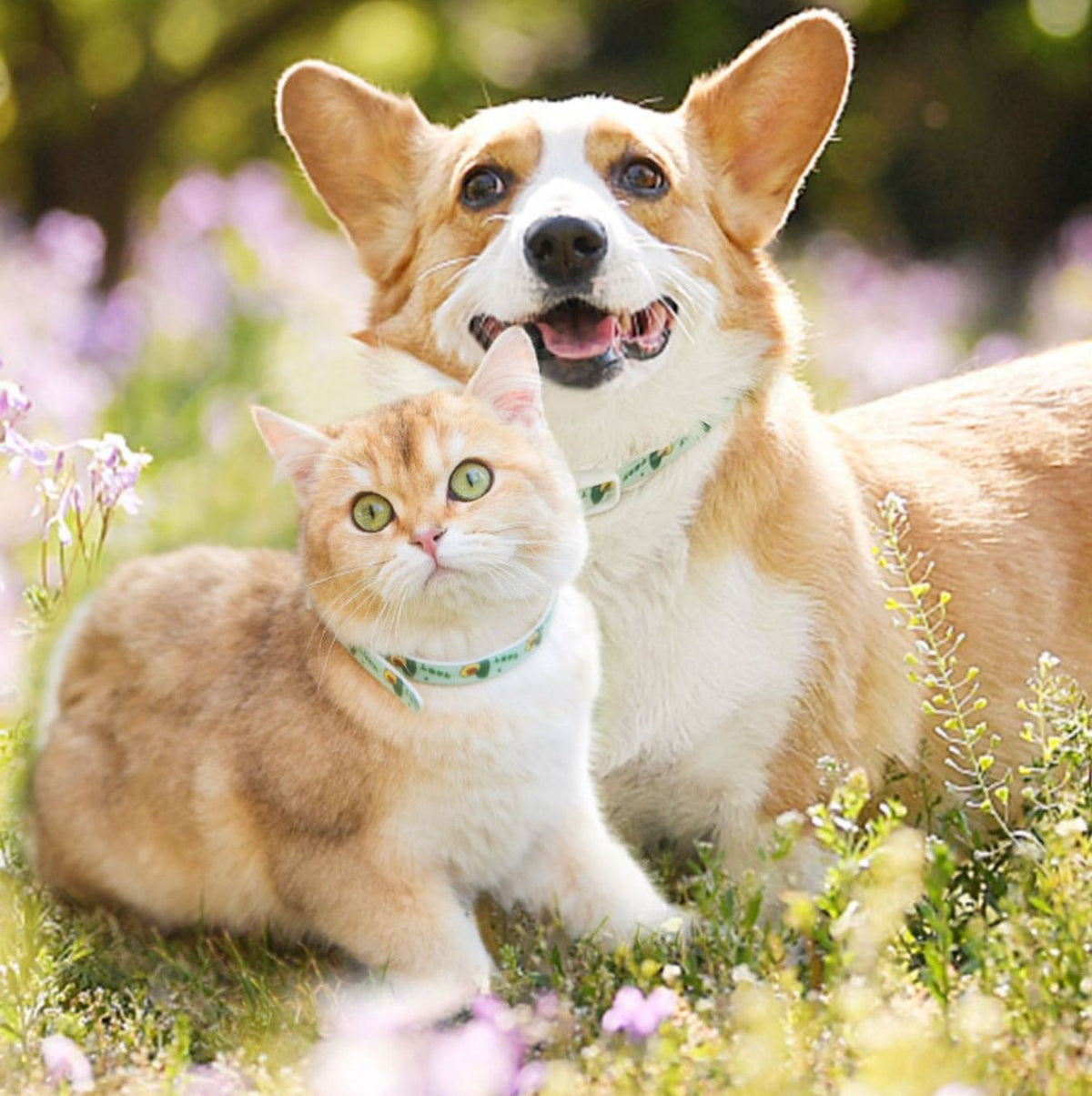 Flea Repellent Collar for Dogs & Cats Daily Protection