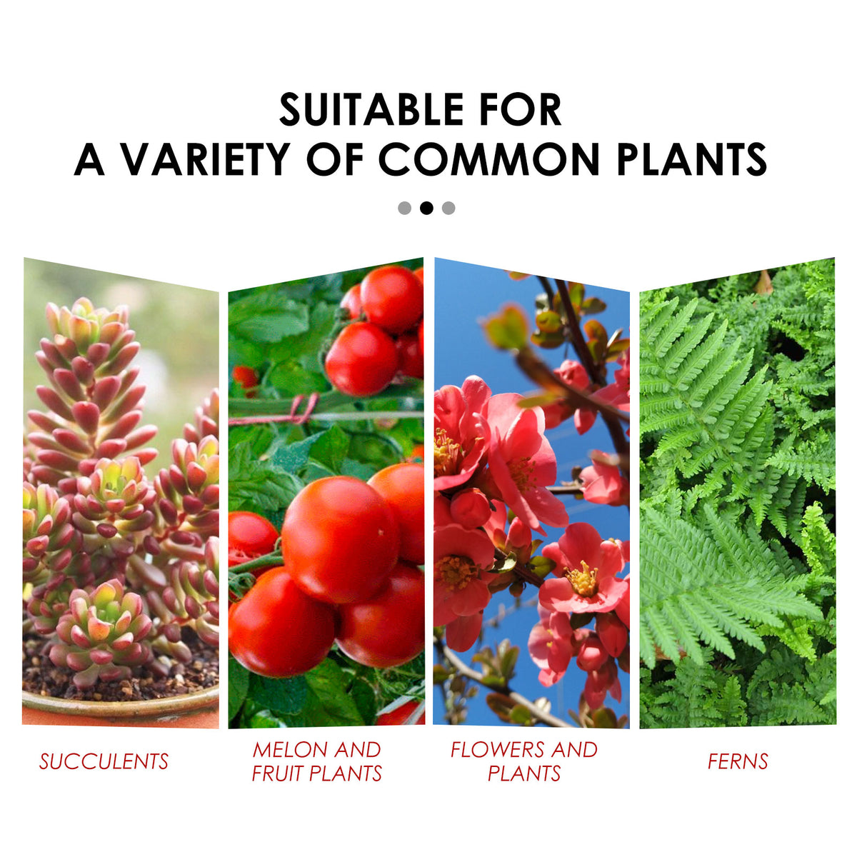 Plant Fertilizer Tablets for Healthier Leaves and Growth