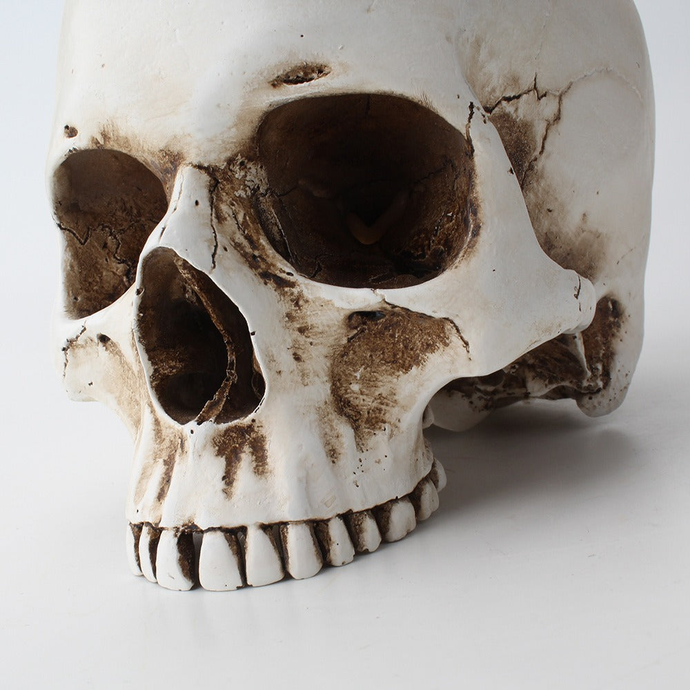 Skull Succulent Planter, Gothic Desktop Flower Pot