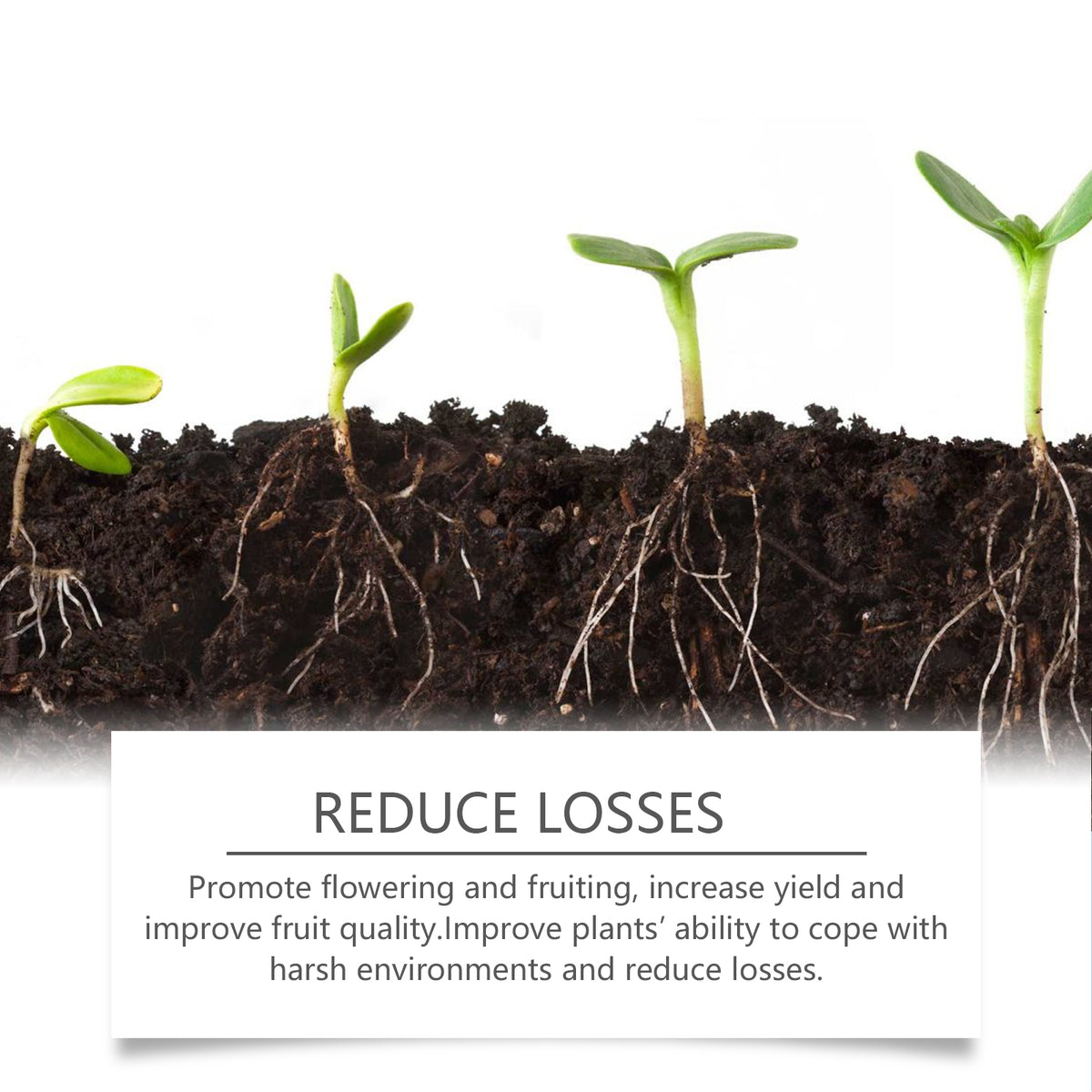 Plant Root Powder for Stronger Seedlings and Growth