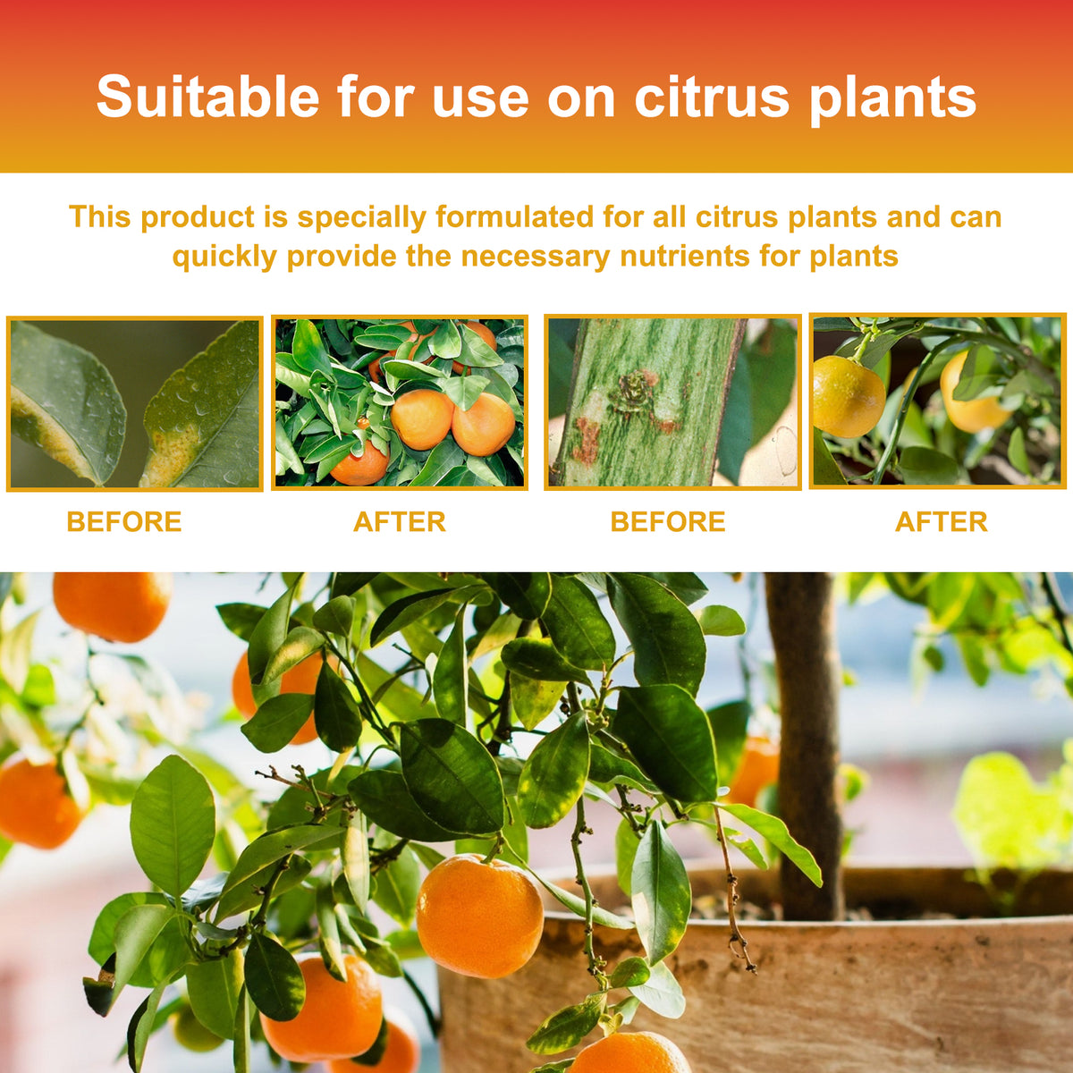 Citrus Tree Fertilizer 3-1-2 Liquid Concentrate 100ml