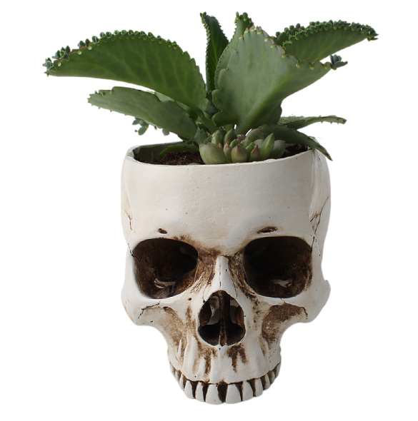 Skull Succulent Planter, Gothic Desktop Flower Pot