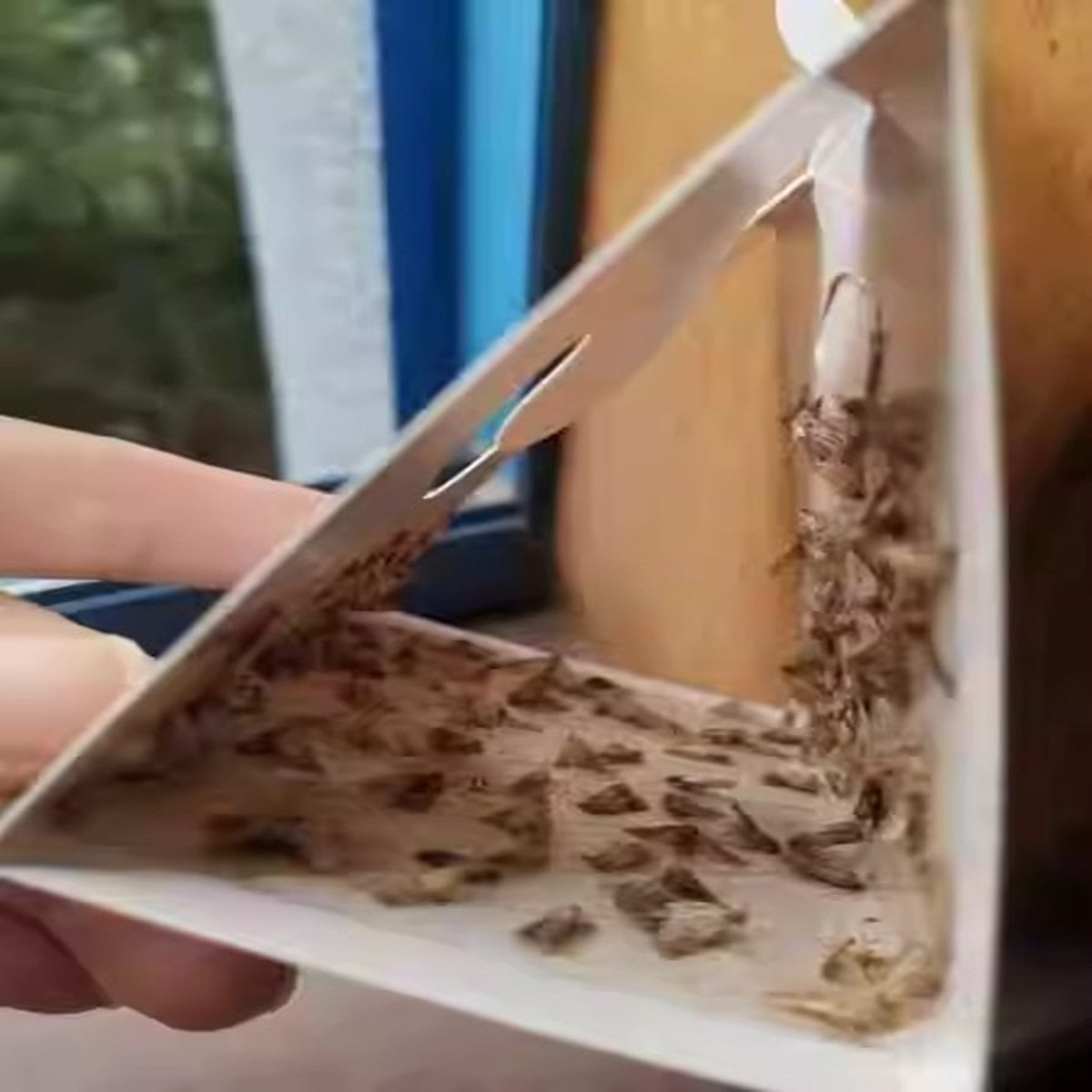 Pantry Moth Trap: Non-Poison Glue Trap for Food & Closets