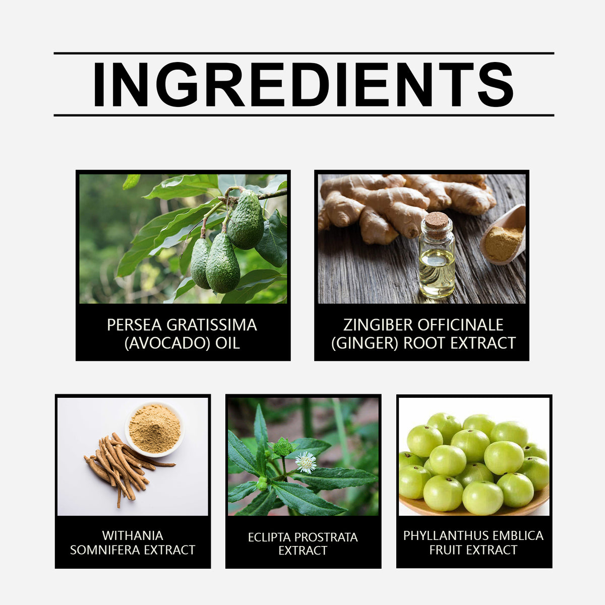 Herbal Hair Oil for Frizz Control & Lasting Moisture
