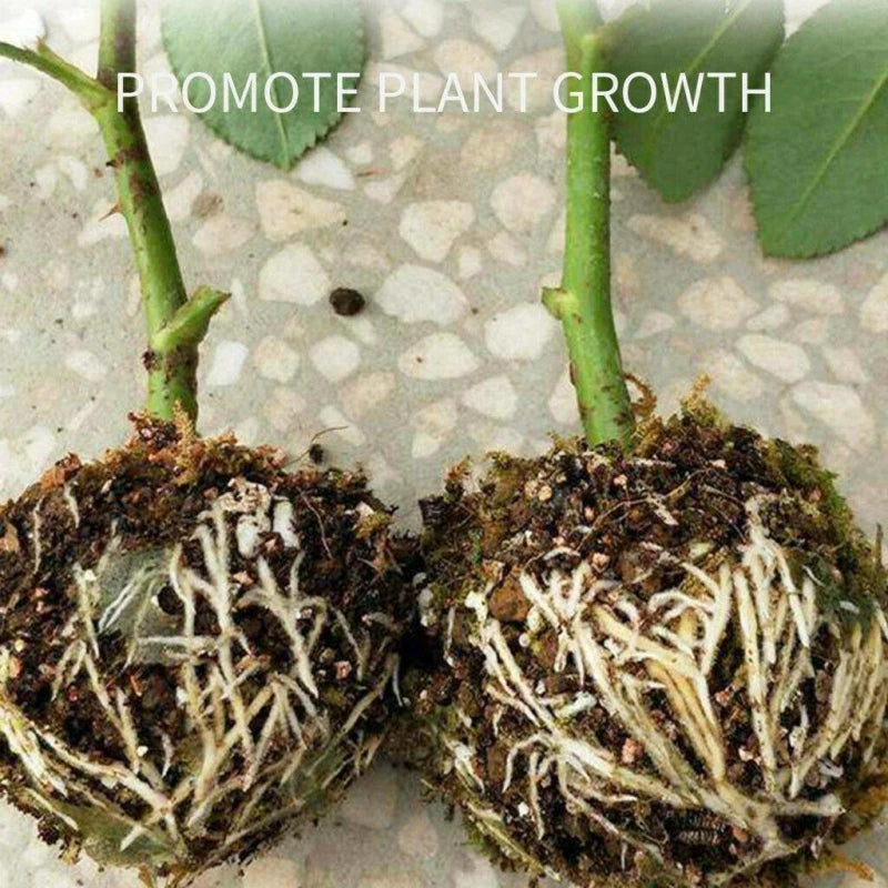 Plant Rooting Box: Root Branches on the Parent Tree