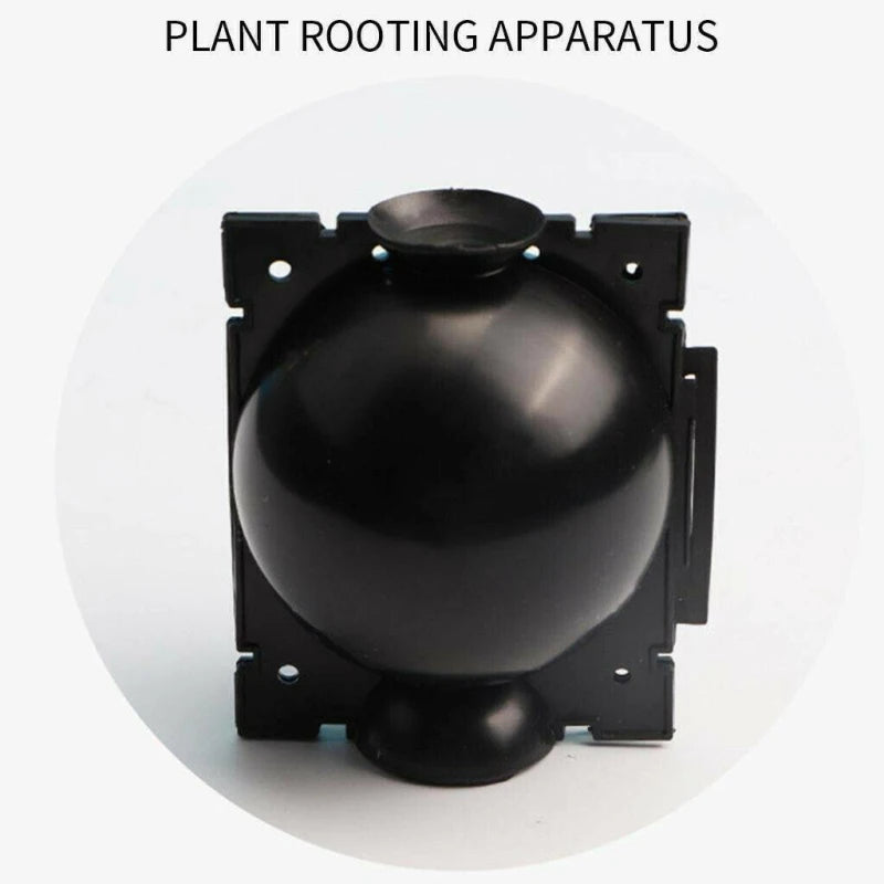 Plant Rooting Box: Root Branches on the Parent Tree