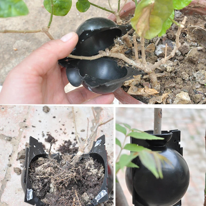 Plant Rooting Box: Root Branches on the Parent Tree