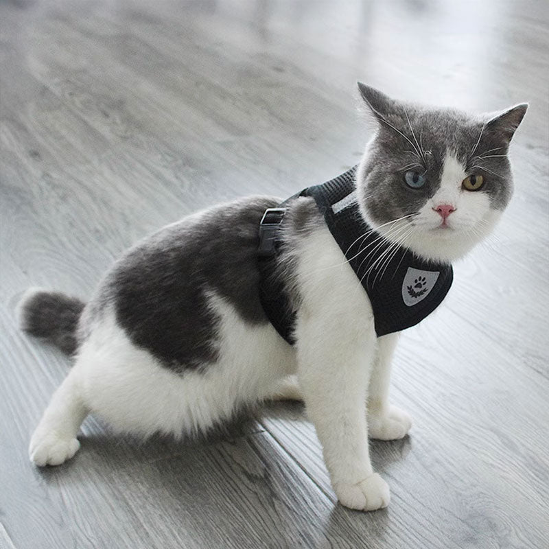 Adjustable Pet Harness Set for Small Dogs and Cats
