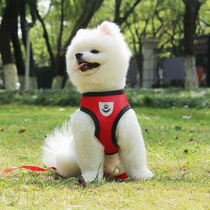 Adjustable Pet Harness Set for Small Dogs and Cats