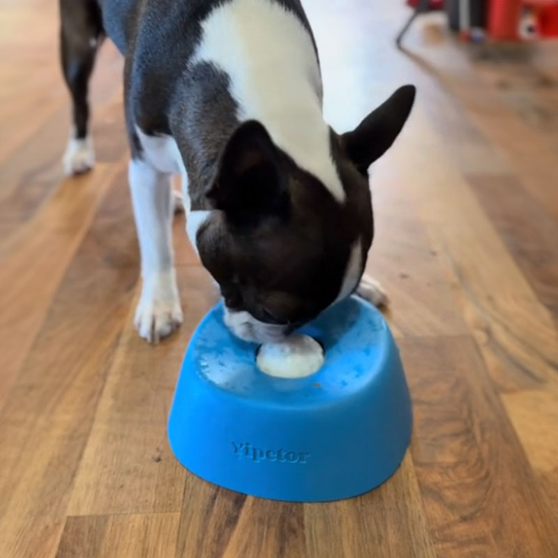 Anti-Choke Slow Feeder Dog Bowl for Safer Treat Time