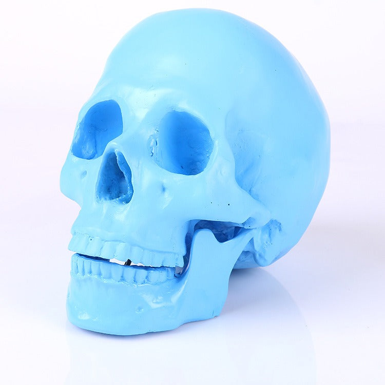 Blue Anatomical Skull Sculpture for Distinctive Decor