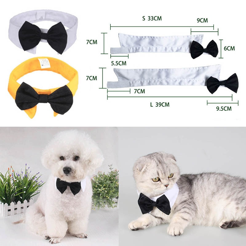 Butterfly Bow Tie Pet Collar for Polished Photo Style