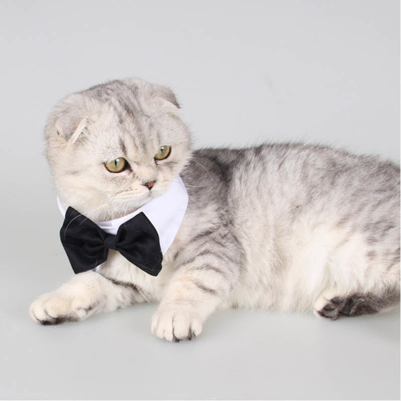 Butterfly Bow Tie Pet Collar for Polished Photo Style