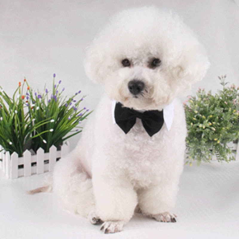 Butterfly Bow Tie Pet Collar for Polished Photo Style