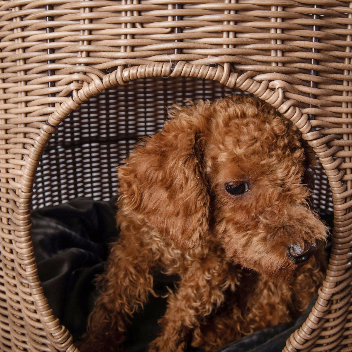 Woven Cat Kennel Bed for Cozy Private Resting Space