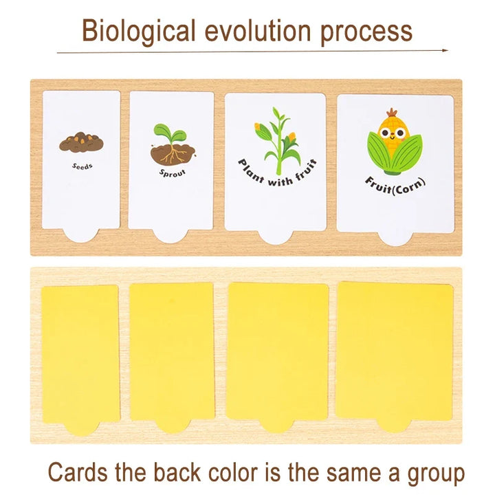 Evolution Growth Puzzle Toy for Sequencing & Matching