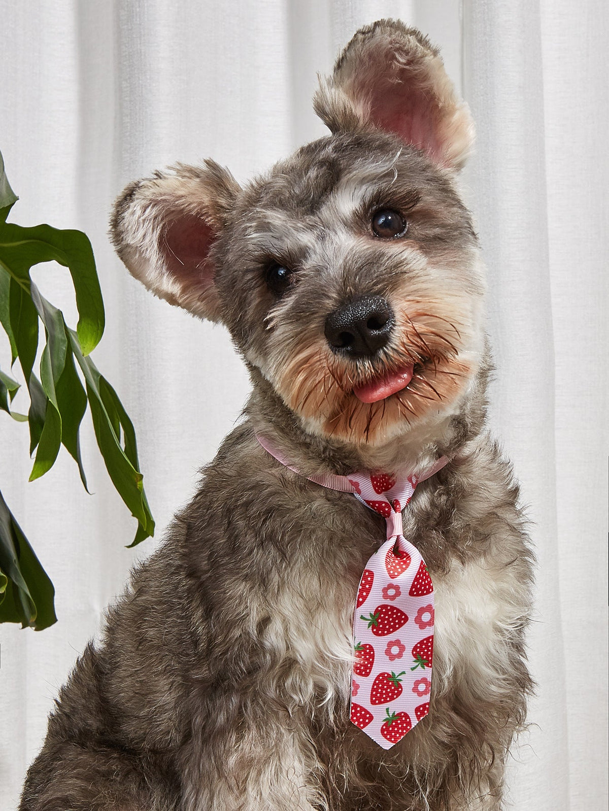 Pet Bow Tie Set for Cats & Dogs | Photo-Ready Style