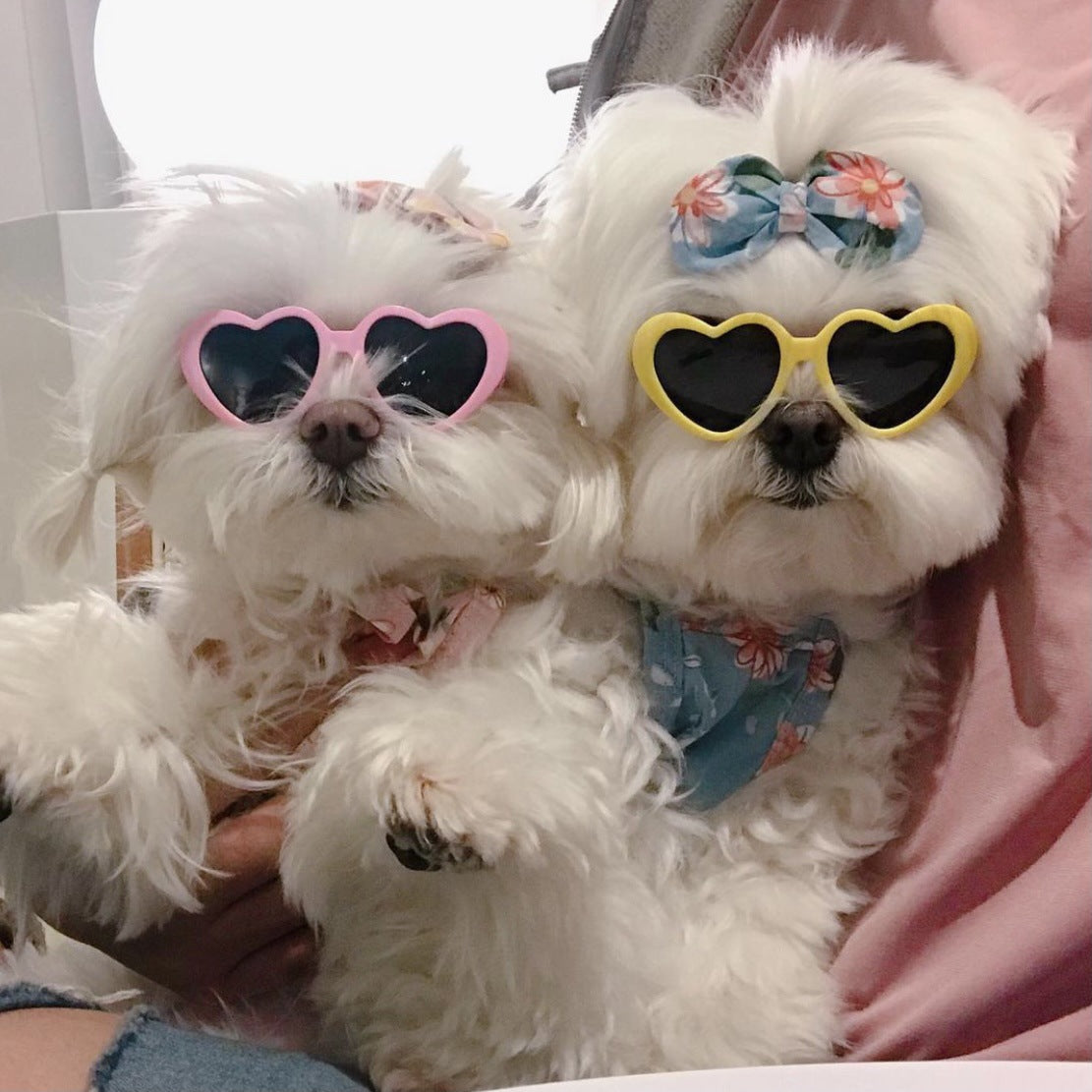 Heart-Shaped Pet Sunglasses for Instantly Photo-Ready Pets