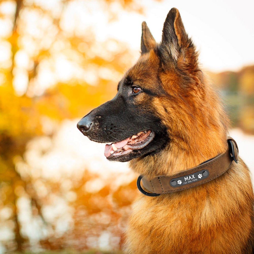 Personalized Dog Collar & Matching Leash Set for Walks