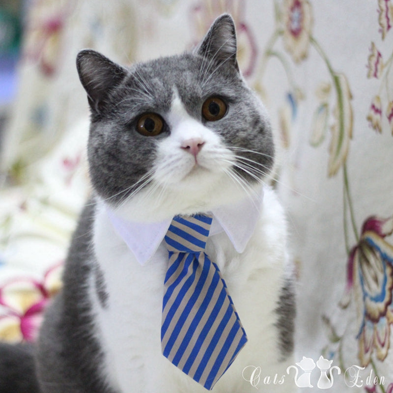 Pet Bow Tie Collar for Smart, Photo-Ready Pet Looks