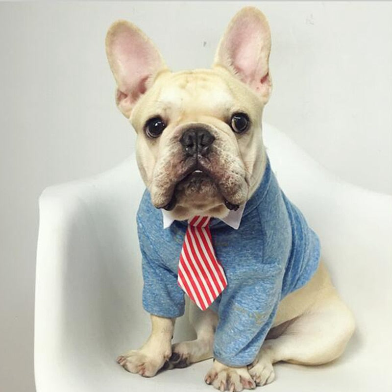 Pet Bow Tie Collar for Smart, Photo-Ready Pet Looks