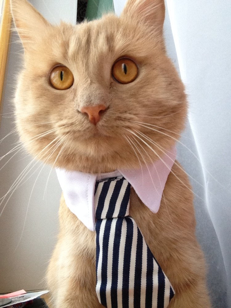 Pet Bow Tie Collar for Smart, Photo-Ready Pet Looks