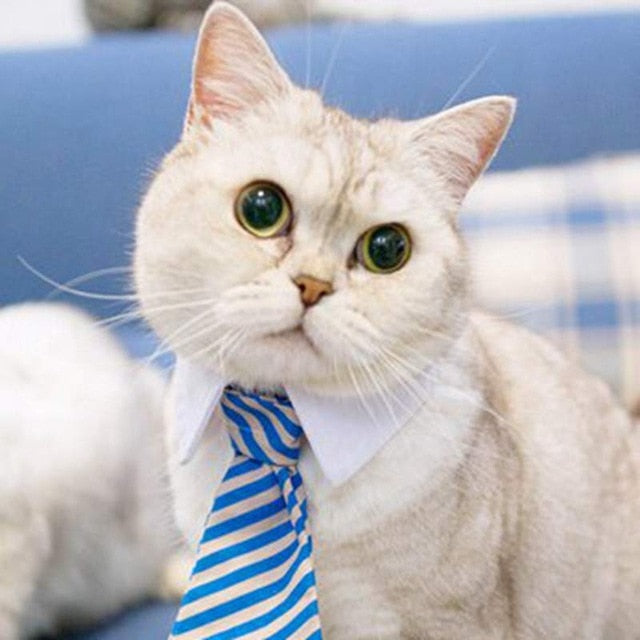 Pet Bow Tie Collar for Smart, Photo-Ready Pet Looks