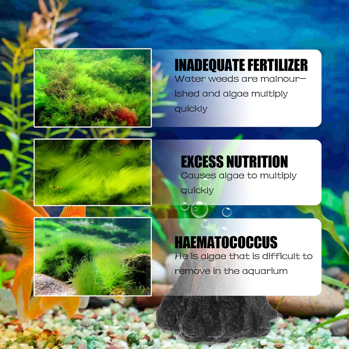 Aquarium Algae Removal Treatment for Clearer Water
