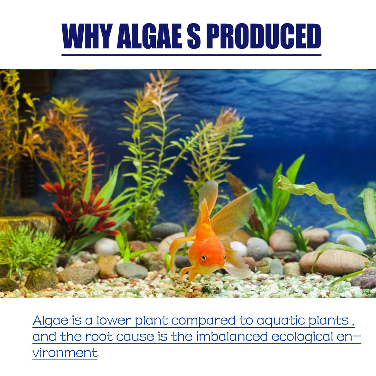 Aquarium Algae Removal Treatment for Clearer Water