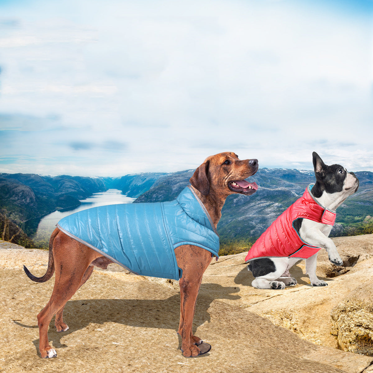 Dog Autumn Vest With Reflective Trim for Warm Walks