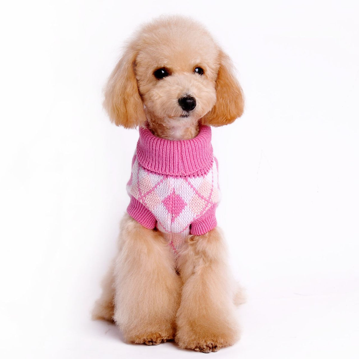 Small Dog Sweater for Cozy, Stylish Winter Walks