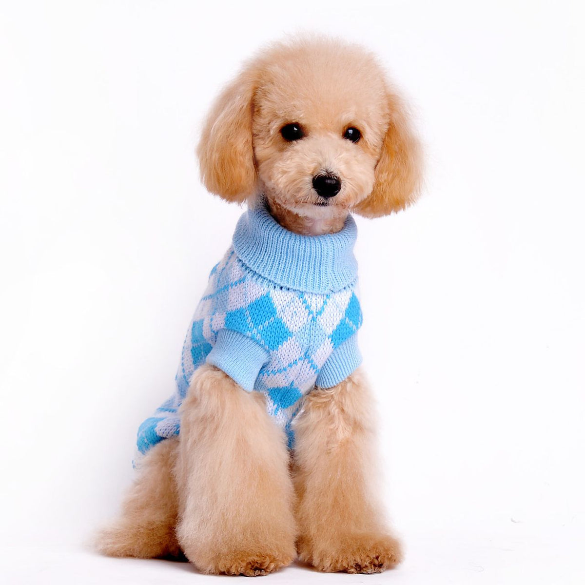 Small Dog Sweater for Cozy, Stylish Winter Walks