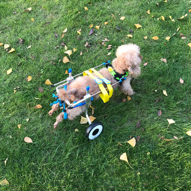 Dog Wheelchair for Disabled Dogs | Assisted Mobility