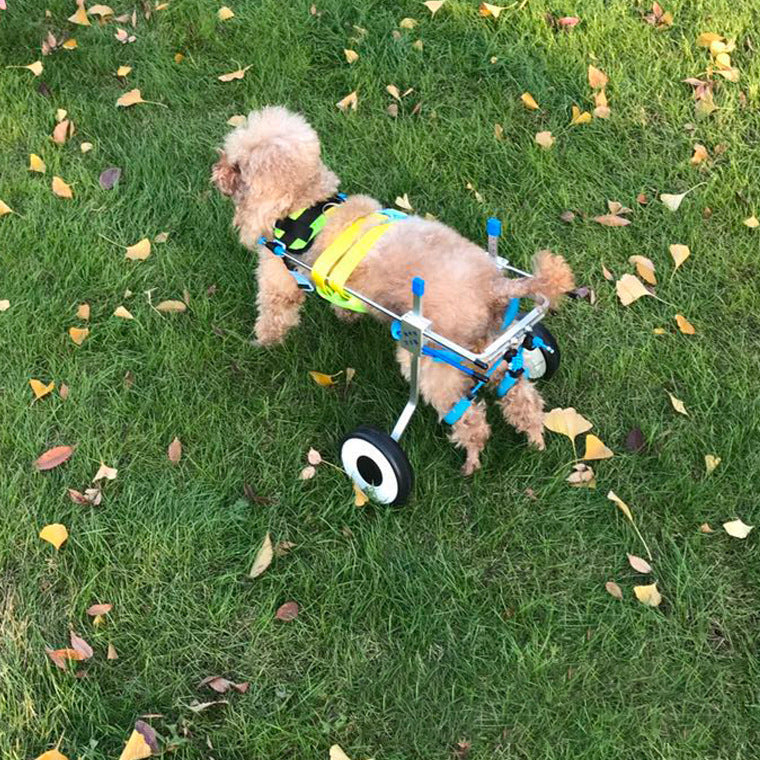 Dog Wheelchair for Disabled Dogs | Assisted Mobility