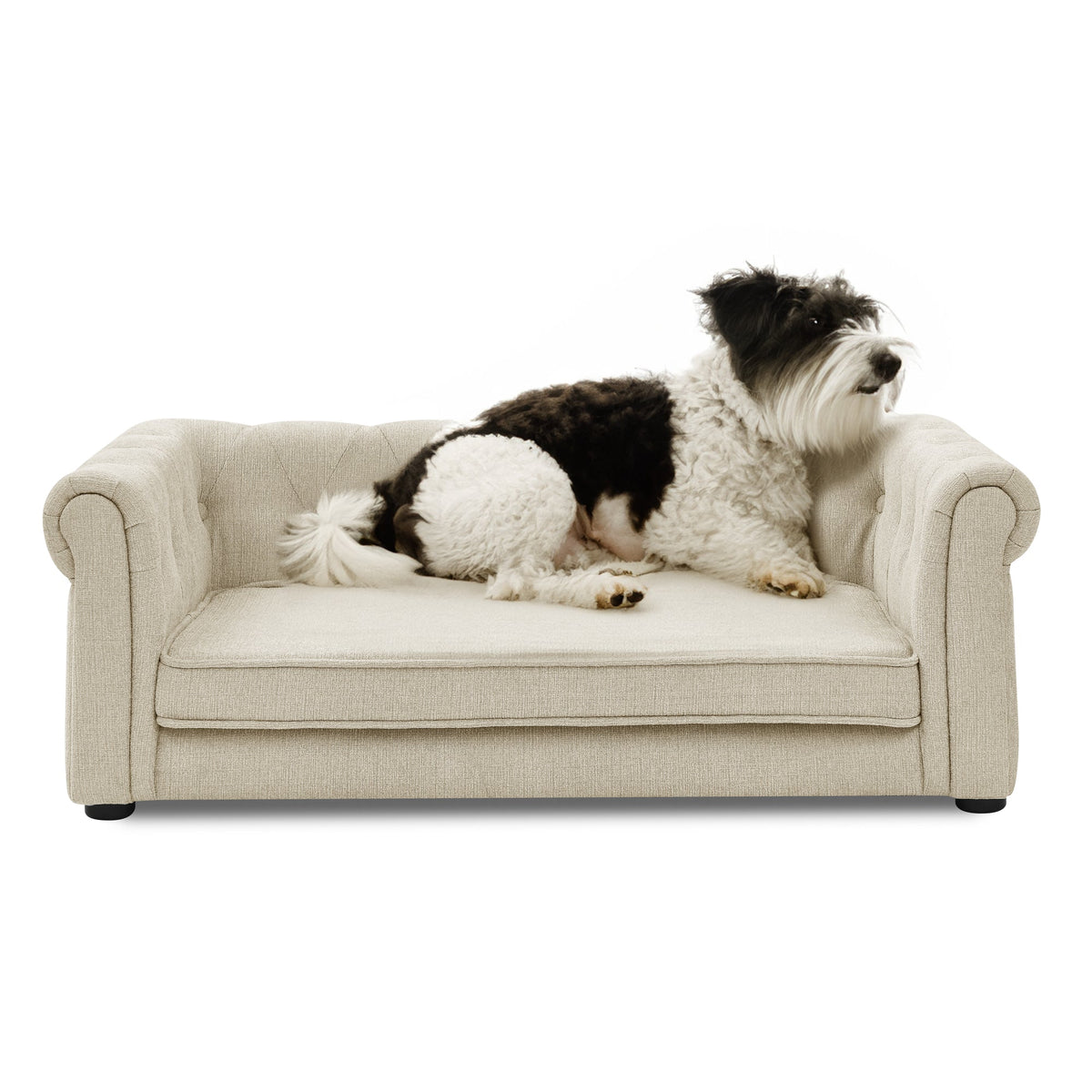 Chesterfield Elevated Dog Bed for Medium & Large Dogs