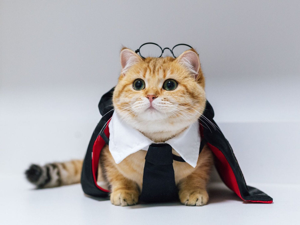 Pet Halloween Cloak Costume for Cats & Small Dogs, Fantasy