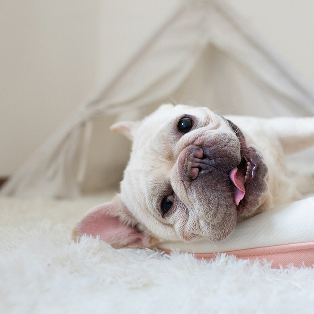 Plush Dog Blanket for Extra-Soft, Warm Pet Comfort
