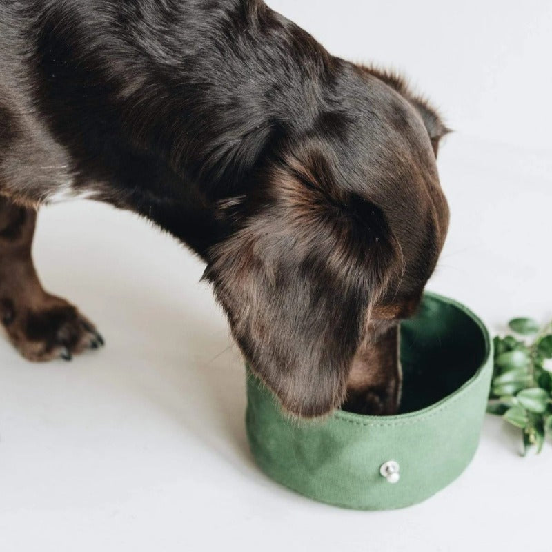 Foldable Dog Travel Bowl for Easy Outdoor Feeding