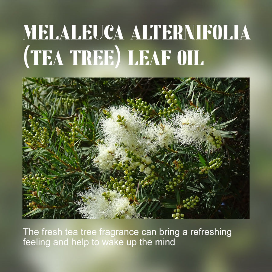 Tea Tree Essential Oil for Muscle Massage & Soft Skin