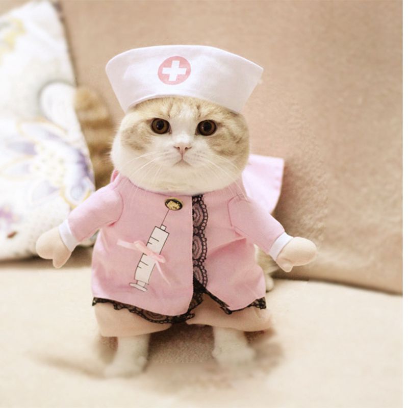 Pet Costumes for Cats & Small Dogs | Festive Photos