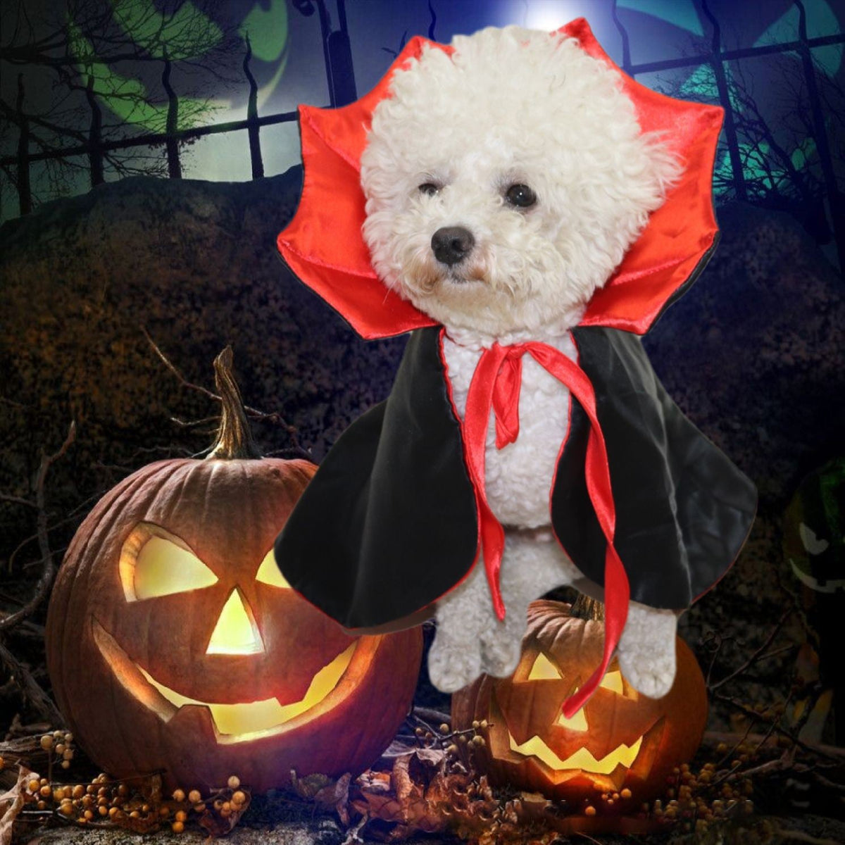 Pet Costumes for Cats & Small Dogs | Festive Photos